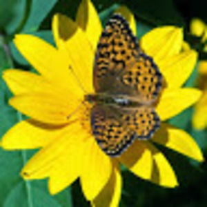 Meet your Posher, Jerrylynn